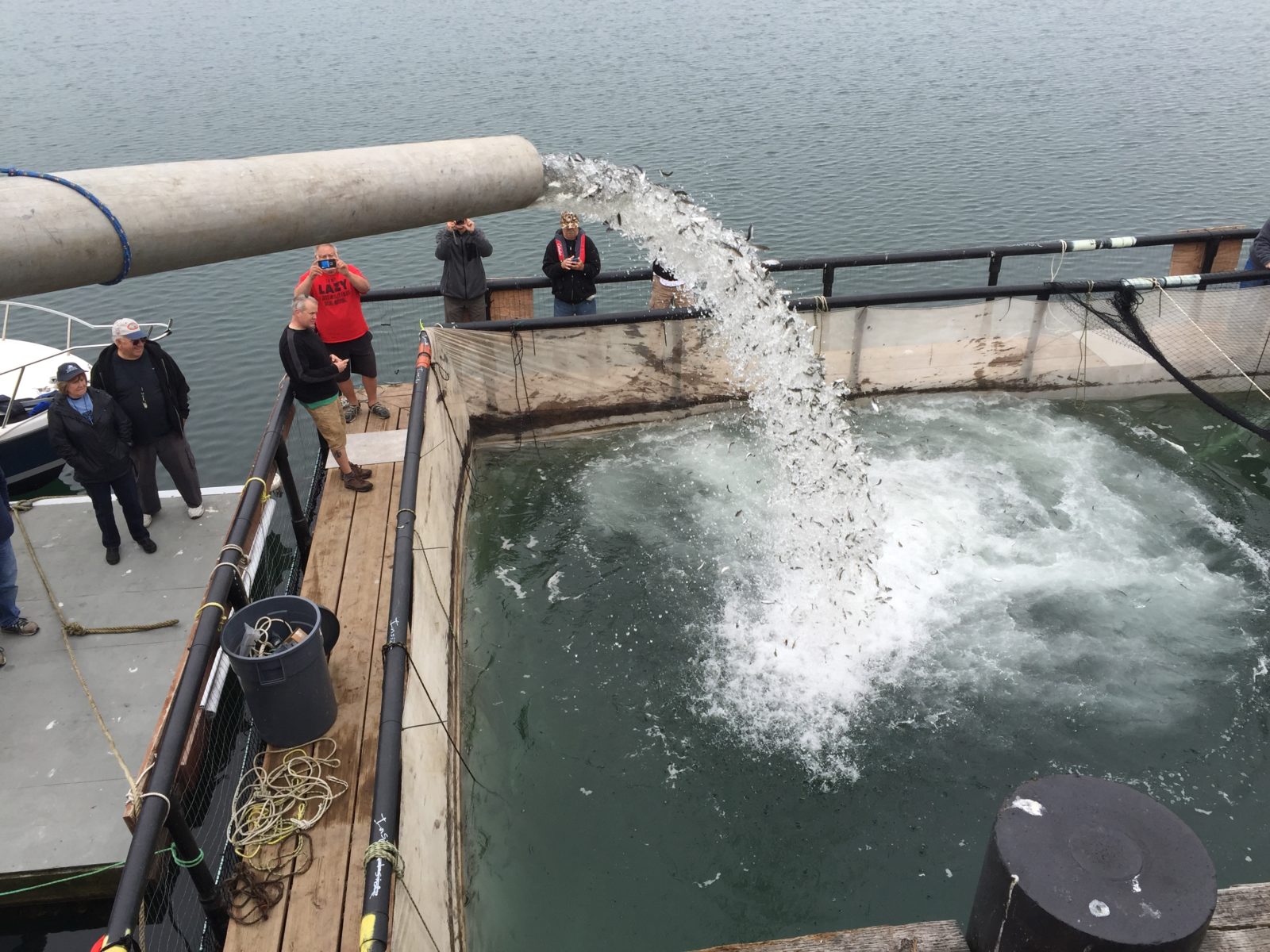 The Solution Golden State Salmon Association