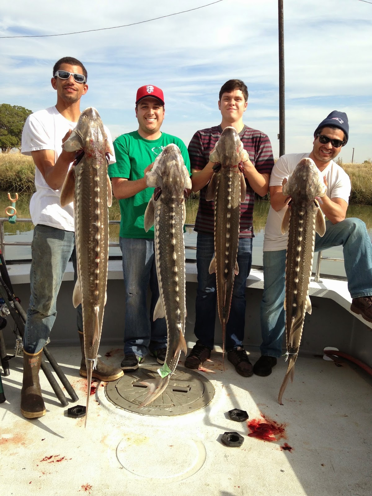 Sturgeon Fishing for Four with Barbarian Sportfishing out of the San
