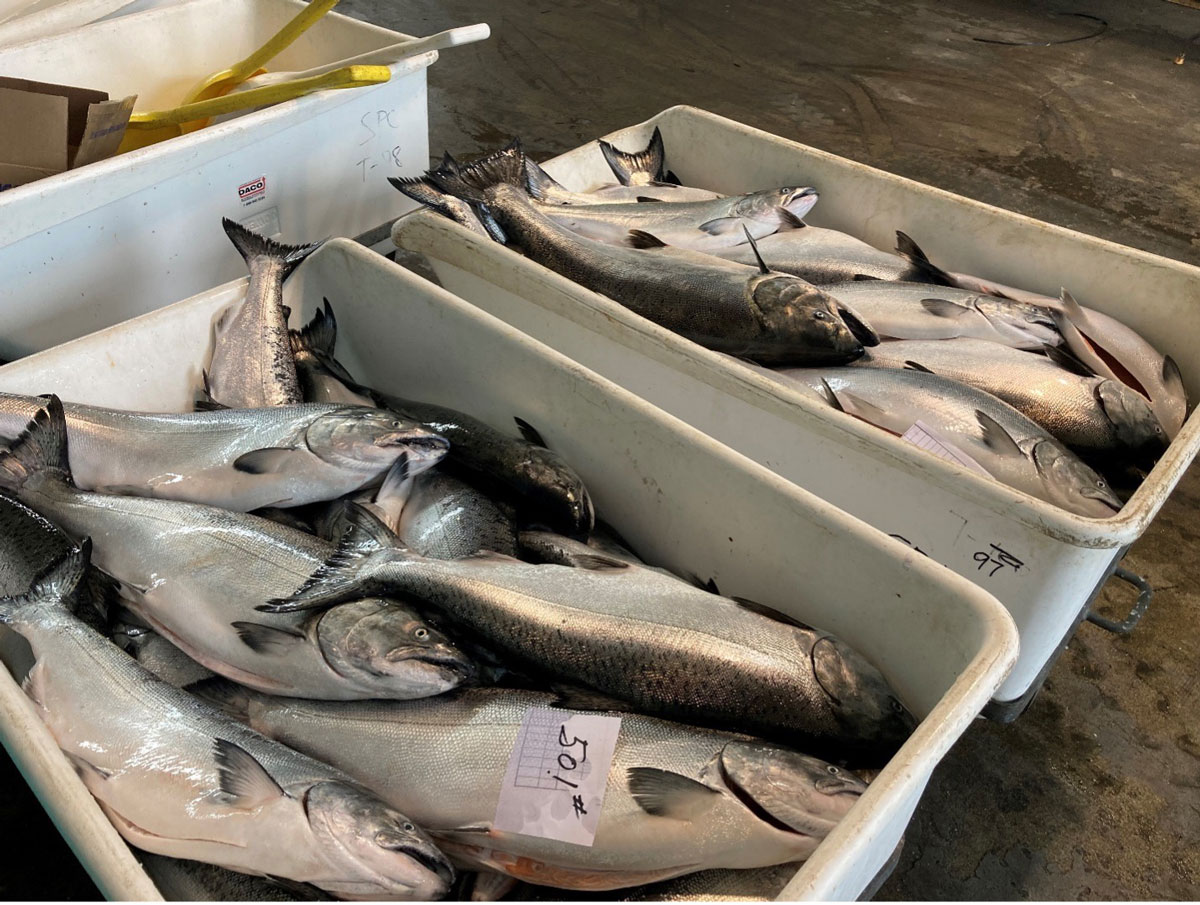 GGSA 'Fish Like A Girl' Trip Produces Salmon Limits