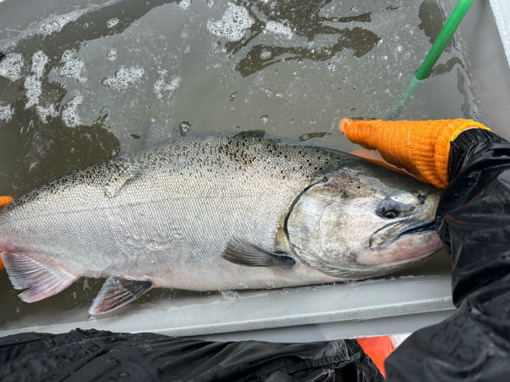 Golden State Salmon Association's Cat Kaiser Joins Chinook Salmon Acoustic  Telemetry Project in California's Central Valley - Golden State Salmon  Association