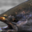 From River to Table: Why Salmon Matter to California Families