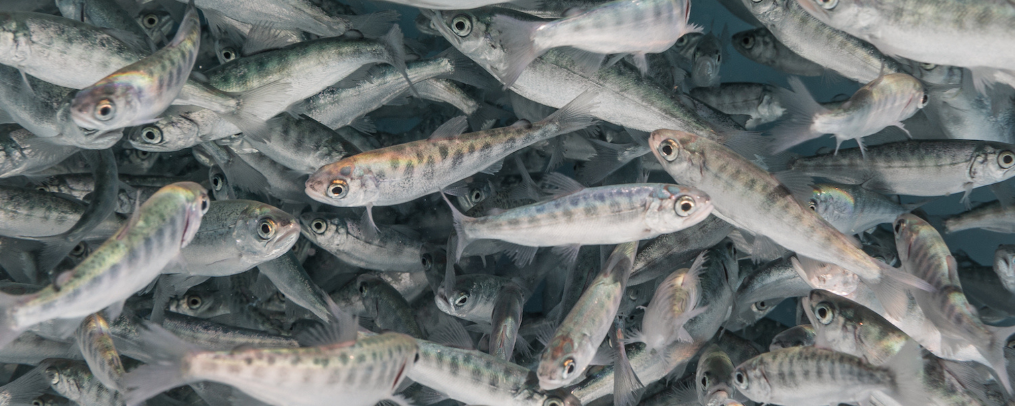 Releasing Salmon Fry Earlier Is Changing the Odds for California’s Salmon