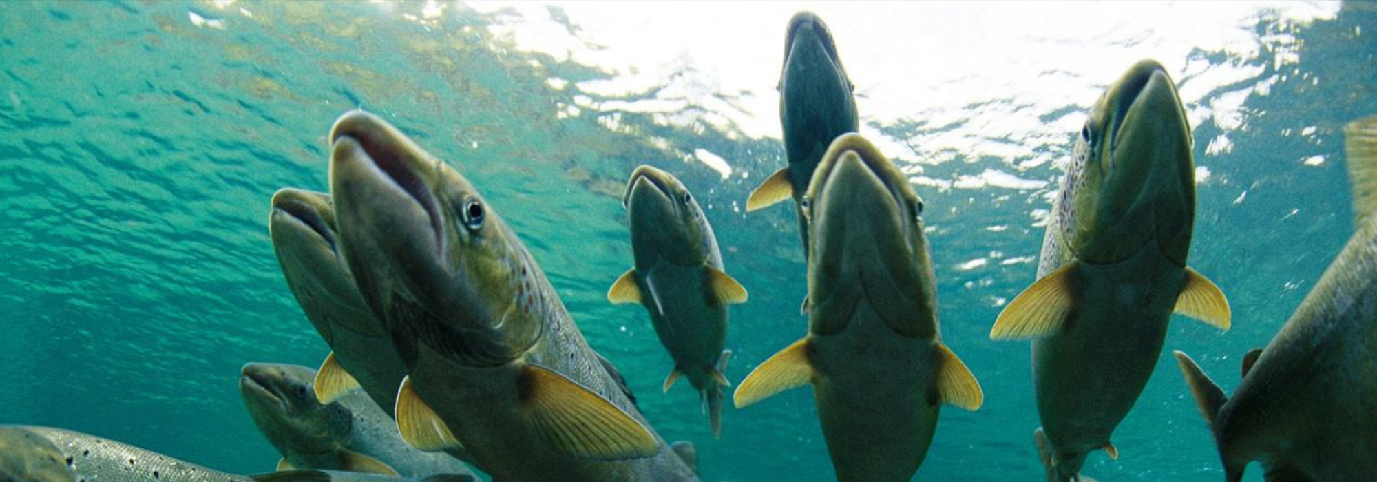 The Salmon Economy: Why a Healthy Fishery Means Healthy Communities