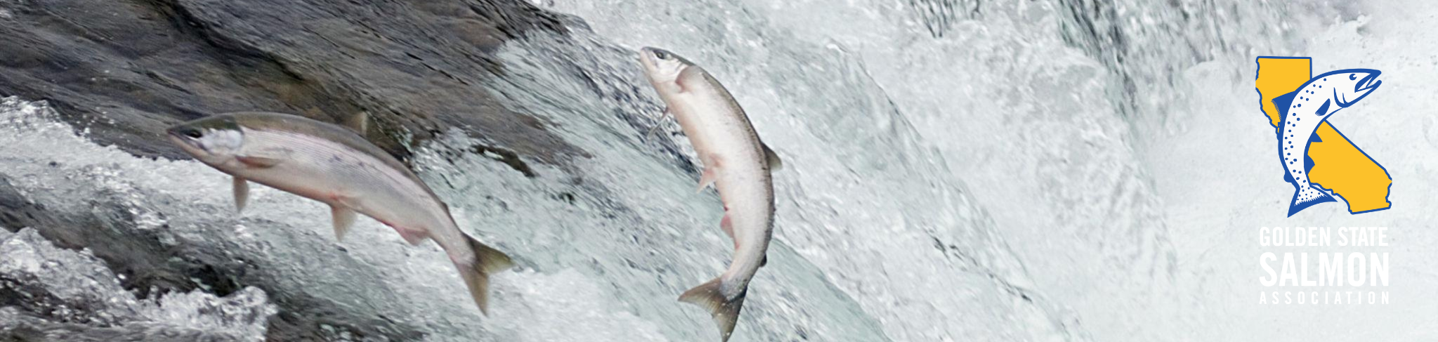 Celebrating Salmon Wins: Hope in a Tough Year