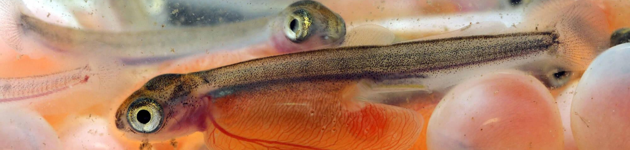 How Early Fry Releases Could Change Salmon Recovery Efforts