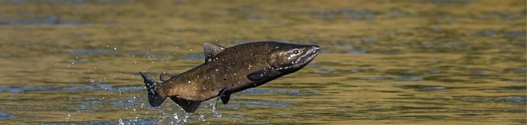 Action Alert: Rare Opportunity to Stop Salmon-Killing Delta Tunnel