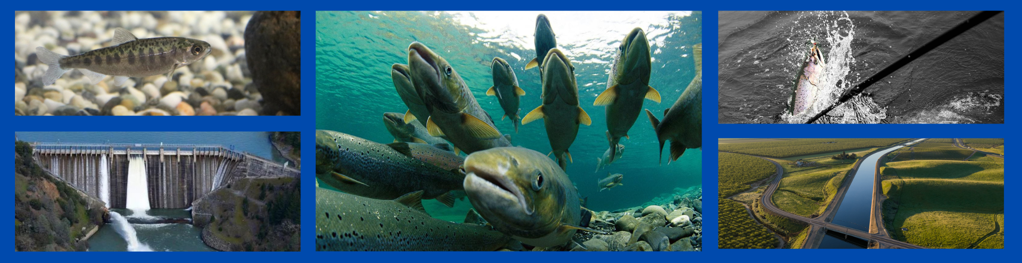 Two Bills That Threatened California Salmon — And How We Stopped Them 